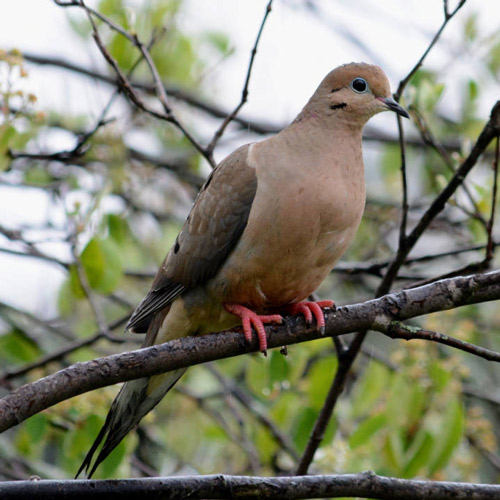 Dove in a Tree